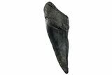 Partial Fossil Megalodon Tooth - South Carolina #268627-1